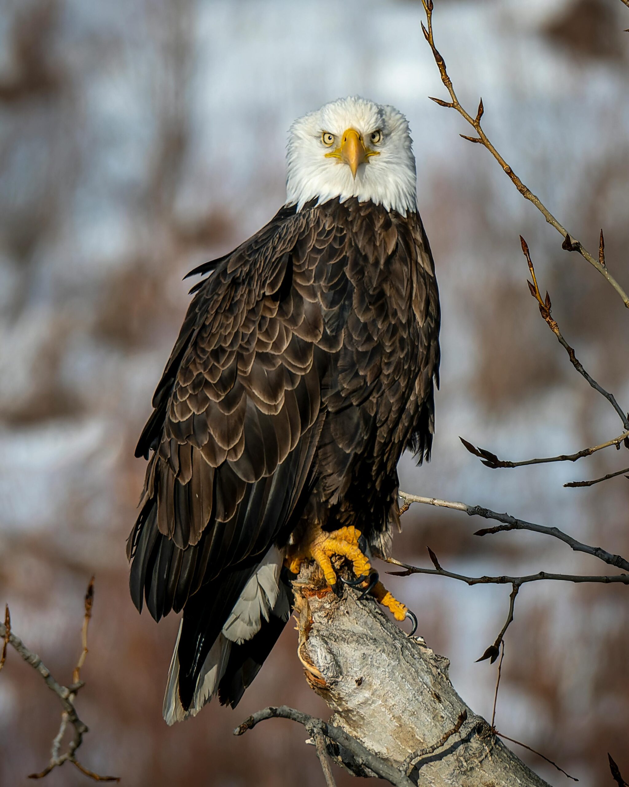 Soaring to New Heights: Pennsylvania’s Bald Eagle Resurgence